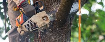 Best Hazardous Tree Removal  in Spring Grove, MN