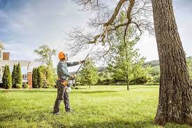 Best Leaf Removal  in Spring Grove, MN