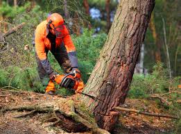 Best Arborist Consultation Services  in Spring Grove, MN