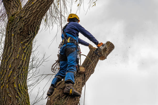 Best Tree Disease Treatment  in Spring Grove, MN