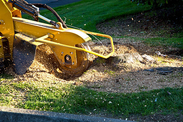 Best Hedge Trimming  in Spring Grove, MN