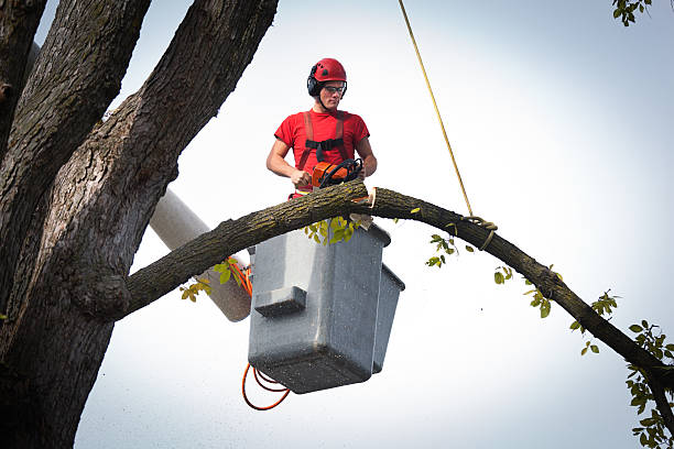 Best Tree Mulching  in Spring Grove, MN