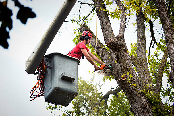 Best Tree and Shrub Care  in Spring Grove, MN